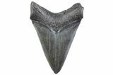 Fossil Megalodon Tooth - South Carolina #371954-1